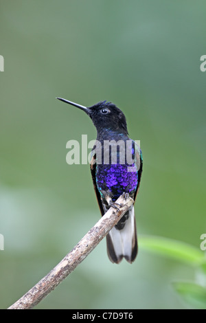 Velvet-Purple Boissonneaua jardini, Coronet, à Milpe Banque D'Images