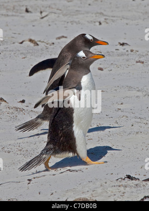 Manchots Papous (Pygoscelis papua) sur la plage, l'Île Saunders, Falklands Banque D'Images