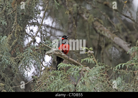 Scarlet-bellied Mountain-Tanager Calliste igniventris, près de Quito Banque D'Images