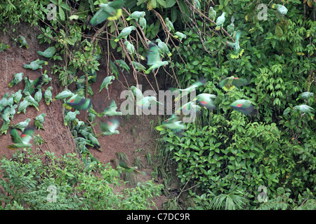 À couronne jaune Amazon (Perroquet), Amazona ochrepohala, volant à lécher l'argile de Yasuni NP Banque D'Images