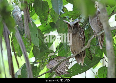 Crested Owl, Lophostrix cristata, près de Sacha Lodge Banque D'Images