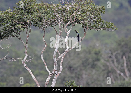 Toucan à gorge blanche, Ramphastos tucanus, à Sacha Lodge Banque D'Images