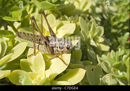 Close up grasshopper assis à plante verte Banque D'Images