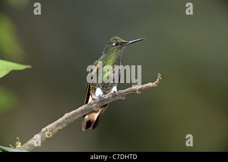 Démarré Racket-queue, Ocreatus underwoodii, mâle juvénile à Sacha Tamia Banque D'Images