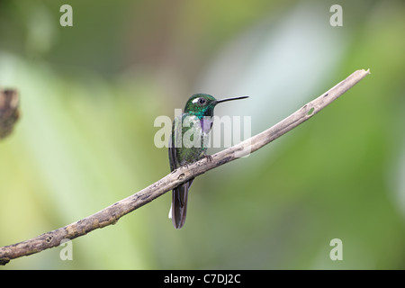 Purple-bibbed Whitetip Urosticte benjamini, Sacha, à Tamia Banque D'Images