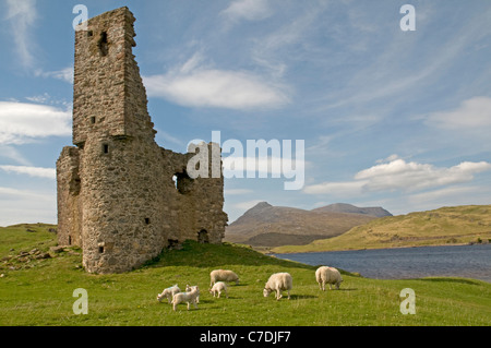 Les moutons peuvent paître en toute sécurité ces jours à Ardvreck Castle sur les rives du Loch Assynt, Ecosse Banque D'Images