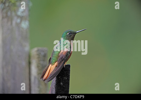 Colibri de Matthews, Boissonneaua matthewsii, à San Isidro Banque D'Images