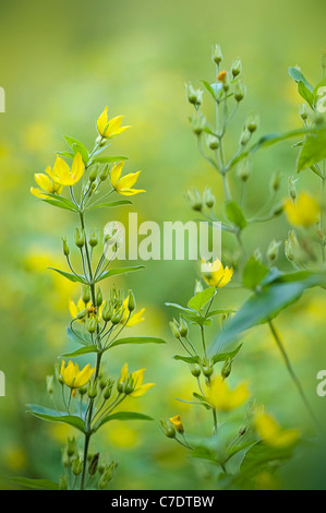 Image en gros plan de la délicate floraison jaune en été, Lysimachia vulgaris - Jaune Salicaire fleurs et bourgeons Banque D'Images