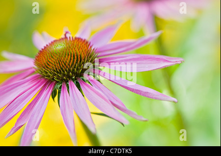 L'Echinacea purpurea fleurs pourpre ou l'échinacée Banque D'Images