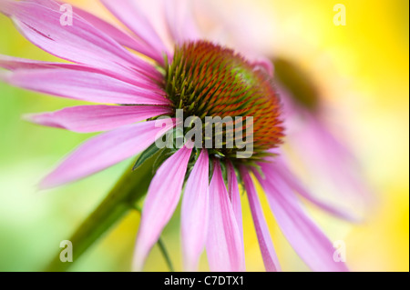 L'Echinacea purpurea fleurs pourpre ou l'échinacée Banque D'Images