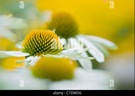 Echinacea purpurea 'White Swan' - blanc coneflowers Banque D'Images