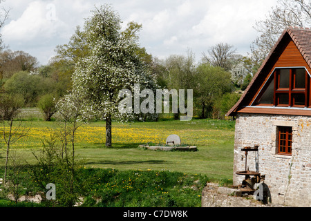 Perry poirier et vieilles pierres, apple Cider Mill sur la rivière Mayenne (Loré, Orne, Normandie, France). Banque D'Images