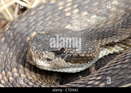 Crotales de l'Ouest (Crotalus oreganus) en Californie Banque D'Images