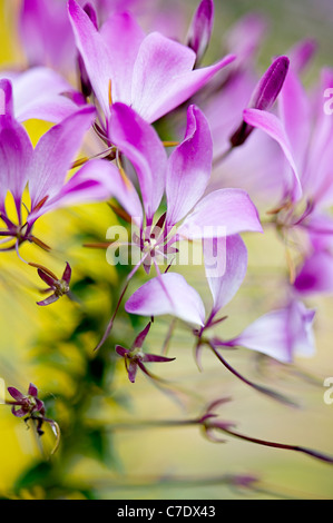 Image en gros plan de la belle floraison d'été Cleome hassleriana 'Violet Queen' fleur rose Banque D'Images