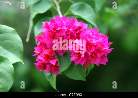 Bractées magenta sur Bougainvillea glabra couleur vive la Crète, l'île de Bougainville, en Papouasie-Nouvelle-Guinée Banque D'Images