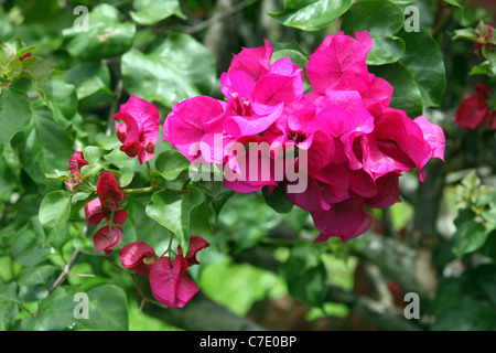 Bractées magenta sur Bougainvillea glabra de couleur vive, l'île de Bougainville, en Papouasie-Nouvelle-Guinée Banque D'Images