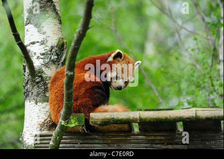 Le panda rouge, Highland Wildlife Park, le Kincraig, Kingussie, Scotland Banque D'Images