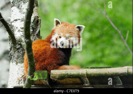 Le panda rouge, Highland Wildlife Park, le Kincraig, Kingussie, Scotland Banque D'Images