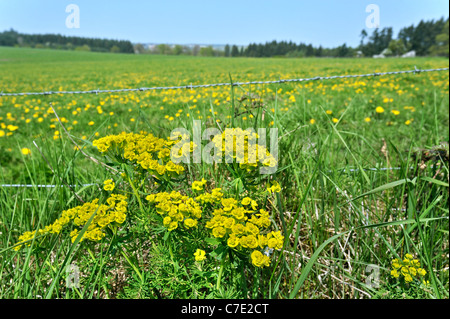 L'euphorbe cyprès (Euphorbia cyparissias) en fleurs le long pré, Luxembourg Banque D'Images