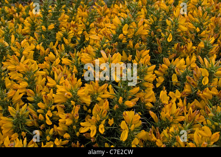 L'ajonc Ulex europaeus Devon UK Banque D'Images