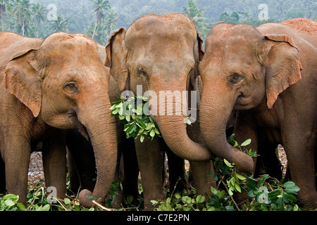 L'éléphant d'Asie Elephas maximus maximus Sri Lanka Banque D'Images