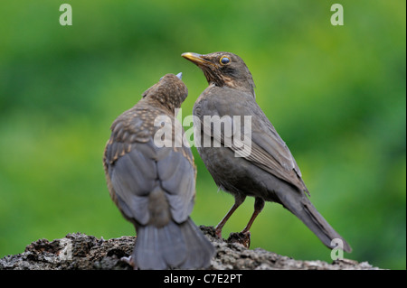 Merle noir (Turdus merula) épouse et enfants mendier de la nourriture, Belgique Banque D'Images