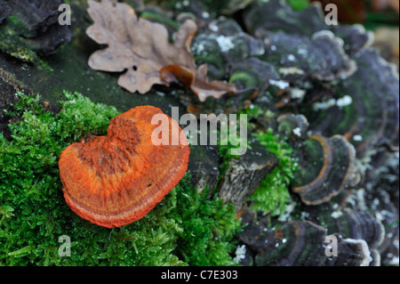 Polypore rouge cinabre (Pycnoporus cinnabarinus / Polyporus cinnabarinus) sur le tronc de l'arbre Banque D'Images