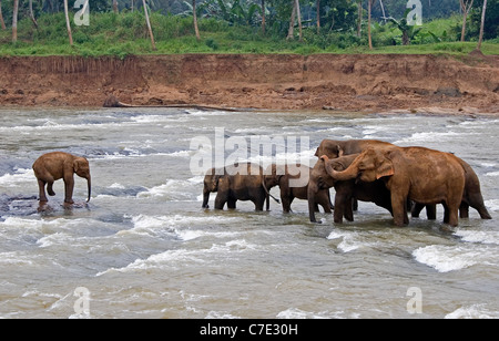 L'éléphant d'Asie Elephas maximus maximus Sri Lanka Banque D'Images