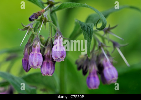 Consoude consoude Quaker / communes / l'eupatoire perfoliée / knitbone (Symphytum officinale) en fleurs Banque D'Images