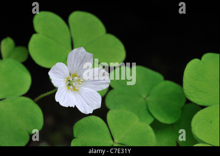 L'oxalide de Dillénius commune / L'oxalide (Oxalis acetosella) en fleur, Belgique Banque D'Images