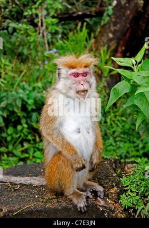 Toque macaque macaca sinica Sri Lanka Banque D'Images