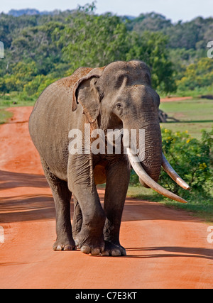 L'éléphant d'Asie Elephas maximus maximus Sri Lanka Banque D'Images