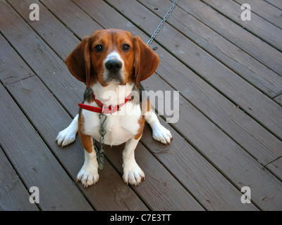 Un chien beagle tricolore posé assis. Banque D'Images