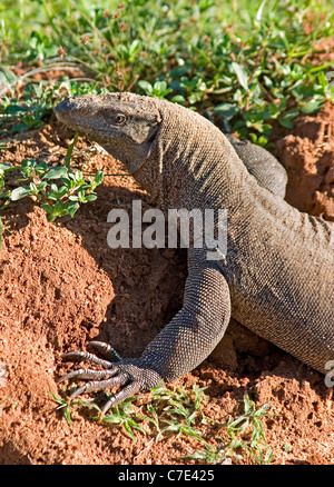 Varan terrestre varanus bengalensis Sri Lanka Banque D'Images