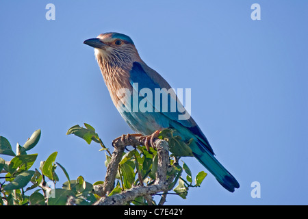 D'un rouleau ou d'Indien coracias benghalensis rouleau blue jay Sri Lan Banque D'Images