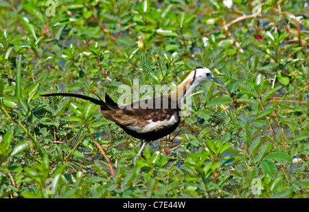 Jacana à queue hydrophasianus chirurgus Pheasant Sri Lanka Banque D'Images