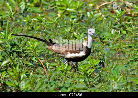 Jacana à queue hydrophasianus chirurgus Pheasant Sri Lanka Banque D'Images