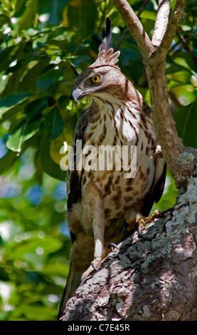 Spizaetus cirrhatus Crested eagle hawk Sri Lanka Banque D'Images