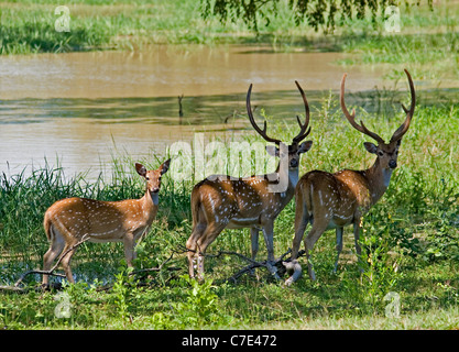 Spotted deer Axis axis Sri Lanka Banque D'Images