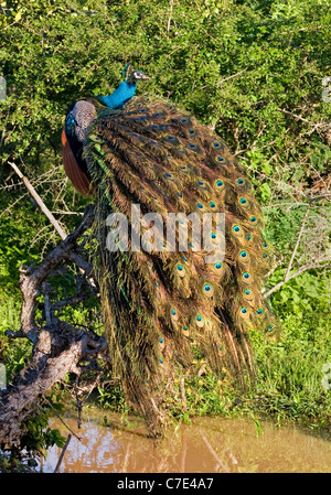 Pavo cristatus paons Sri Lanka Banque D'Images