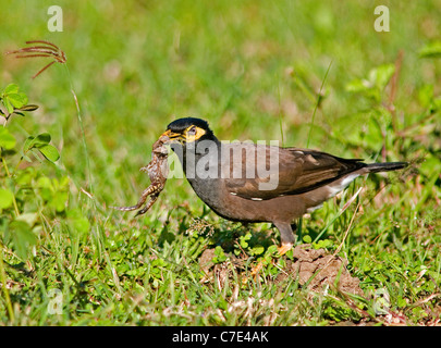 Common myna Acridotheres tristis Sri Lanka Banque D'Images