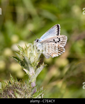 Homme Chalkhill Blue Butterfly Polyommatus corydon de soleil sur thistle à Portland Bill Dorset Banque D'Images