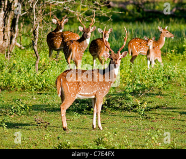 Spotted deer Axis axis Sri Lanka Banque D'Images