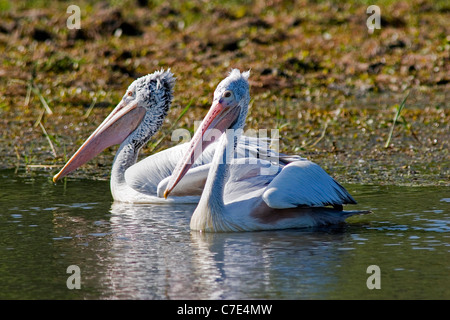 Bec gris Spot ou pelican pelecanus philippensis Sri Lanka Banque D'Images