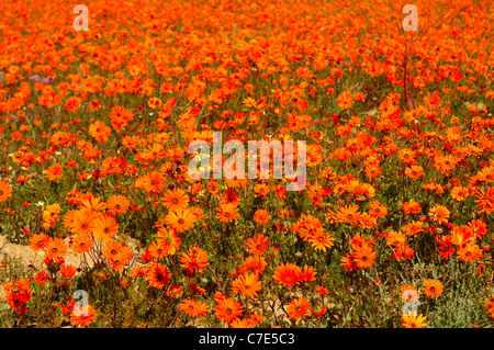 Fleur Orange chefs d'Ursinia cakilefolia et autres Marguerites Namaqualand, Skilpad Wild Flower, Namakwaland, Afrique du Sud Banque D'Images