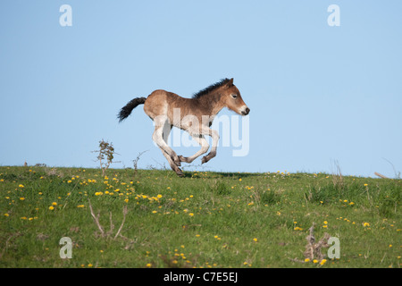 Chevaux sauvages Wild Animal poney Exmoor poneys gratuitement Banque D'Images