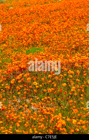 Floraison de marguerites Namaqualand dans le Skilpad Wild Flower, réserve de parc national Namaqua, Afrique du Sud Banque D'Images