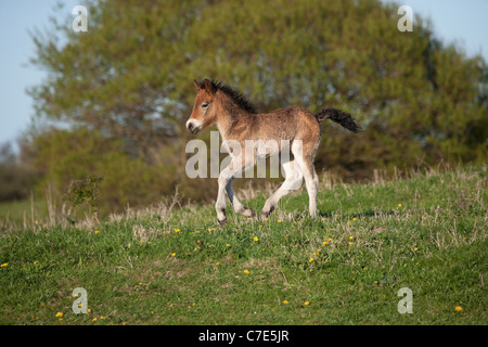 Chevaux sauvages Wild Animal poney Exmoor poneys gratuitement Banque D'Images