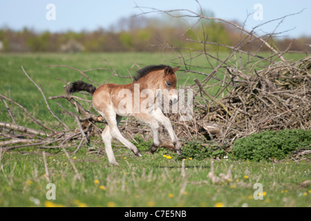 Chevaux sauvages Wild Animal poney Exmoor poneys gratuitement Banque D'Images