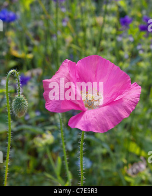 Jardin rose profond sous forme de la politique commune de coquelicot Papaver rhoeas poussant dans un pays de l'Ouest Chalet jardin Banque D'Images